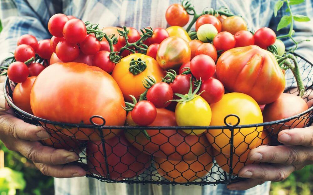Header Know your tomato 1920x1200